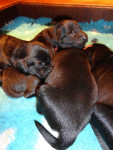 Darcy / Justy pups 26 juni 2011